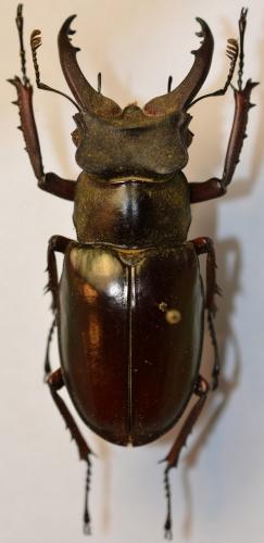 Réf. 249 398 : Lucanus dohertyi